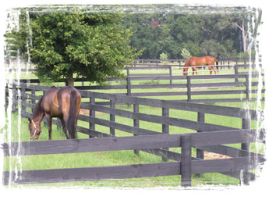 7 stalls available with plenty of turnout plus use of round pen and ring with jumps